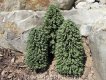 Jordan 5C Loofbomen 3 stuks, hoogte 12-14-16 cm