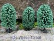 Jordan 6C Loofbomen 3 stuks, hoogte 8 cm